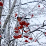 Первые снегири прилетели на зимовку в Алтайский край