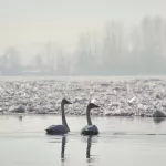 Соцсети: на Лебедином озере желающие обойти очередь провалились в ледяную воду