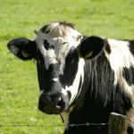 Пойдут под нож: алтайские села боятся не потянуть новые правила забоя скота