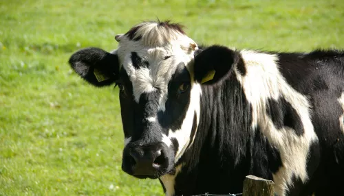 Пойдут под нож: алтайские села боятся не потянуть новые правила забоя скота