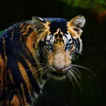 Какой он — Голубой Водяной Тигр, покровитель 2022 года