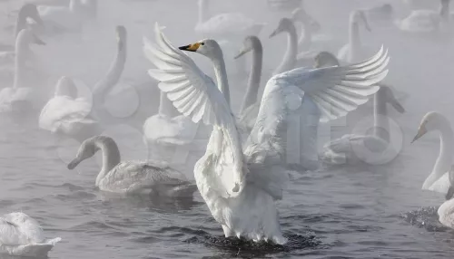 В Алтайском крае продают огромный участок рядом с Лебединым озером