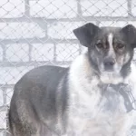 В Барнауле стая собак охотилась на девочку возле районной администрации