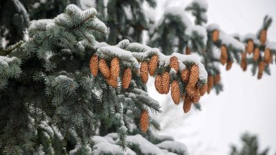 Деревья Алтайского Края Фото И Названия