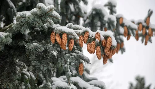 В Алтайском крае перед Новым годом усилили охрану за ёлками