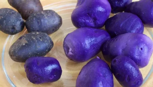 В Бийске фиолетовый картофель продают по 350 рублей за килограмм