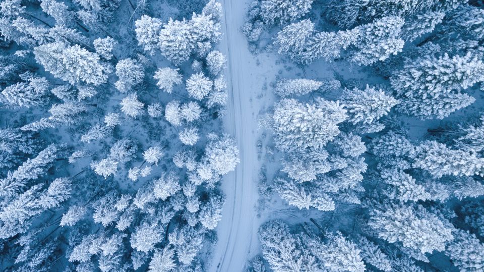Зима. Мороз. Деревья в снегу
