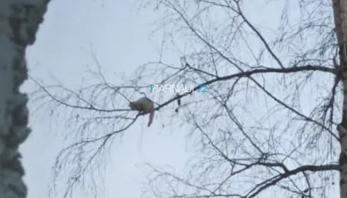 В Барнауле с помощью автовышки сняли с дерева терпеливого кота