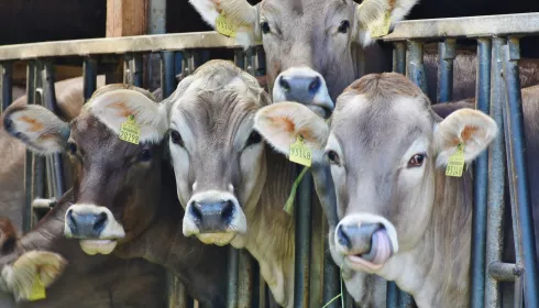 В Алтайском крае неизвестные на тракторе передавили коров на поле