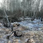 Прокуратура обжалует решение суда о березовой согре Усть-Калманского района