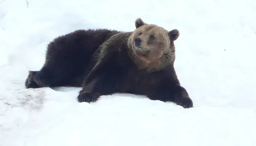 Раненый медведем охотник почти месяц ждал помощи в сибирской тайге