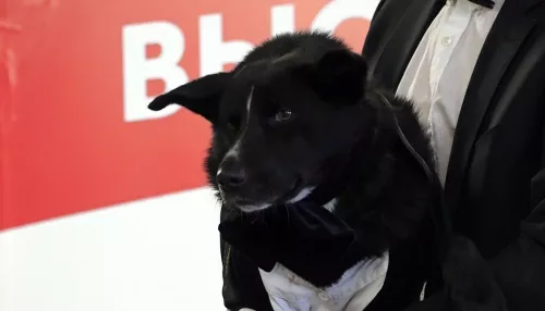 Барнаульский приют Ласка провёл турнир Кубок Барбоса для беспородных собак