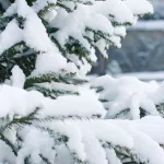 Гидрометцентр: декабрь в Алтайском крае будет холодным и малоснежным