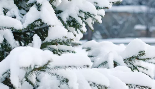 Гидрометцентр: декабрь в Алтайском крае будет холодным и малоснежным