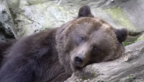 В Алтайском крае растёт численность бурых медведей