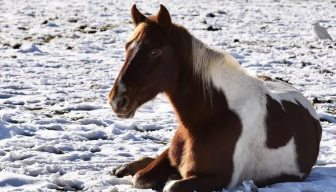 В Алтайском крае рассматривают три версии расстрела табуна лошадей