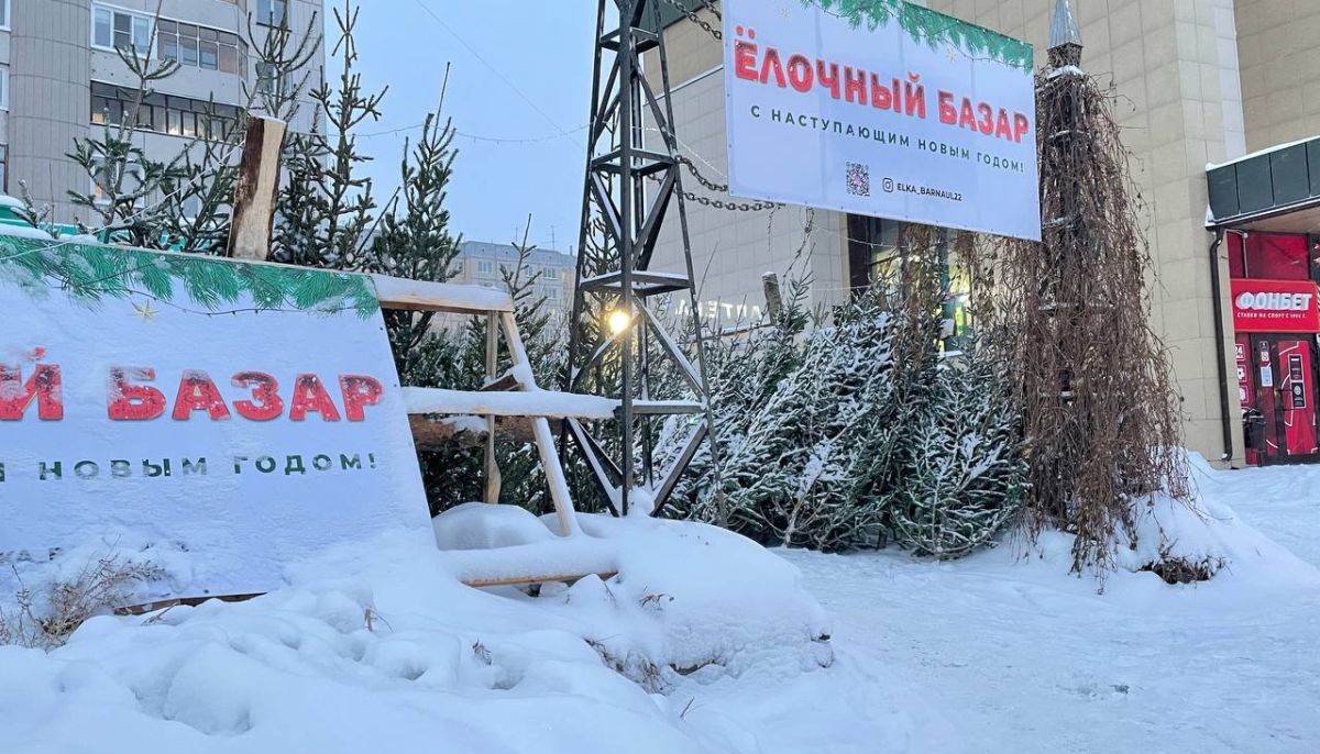 Сколько стоит новогодняя елка в Барнауле и где купить - Толк 17.12.2021