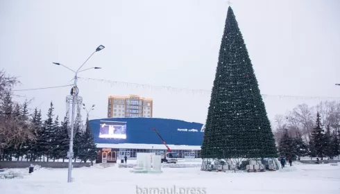 Барнаул может остаться без главной новогодней елки