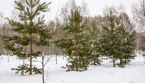 Без осадков и около -6 градусов ожидается 22 декабря в Алтайском крае