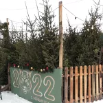 В Алтайском крае взлетели цены на новогодние ёлки: сколько стоят и как выбрать