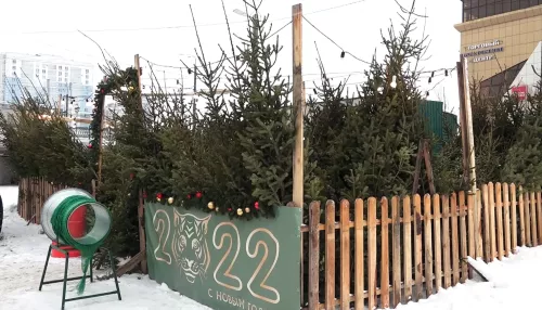 В Алтайском крае взлетели цены на новогодние ёлки: сколько стоят и как выбрать