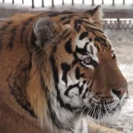 В барнаульском зоопарке рассказали о символах 2022 года – тиграх