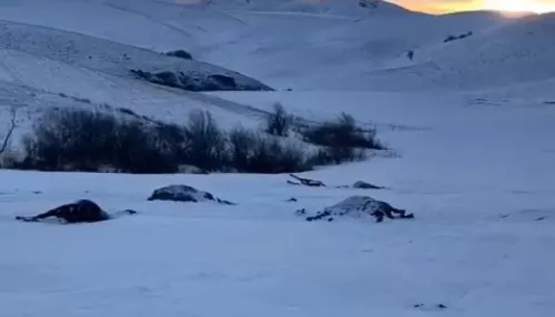 В Госдуме взяли на контроль ЧП с массовым расстрелом лошадей в Алтайском крае