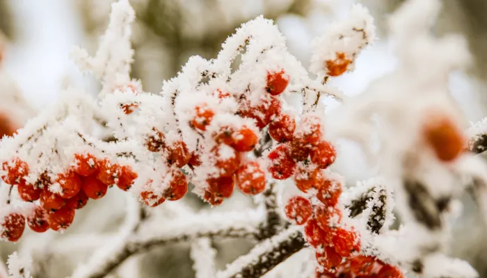 Гидрометцентр пообещал для Сибири неприличную жару до конца января