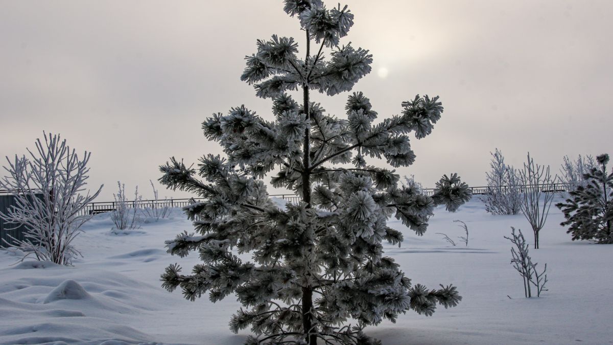 Зима в Барнауле