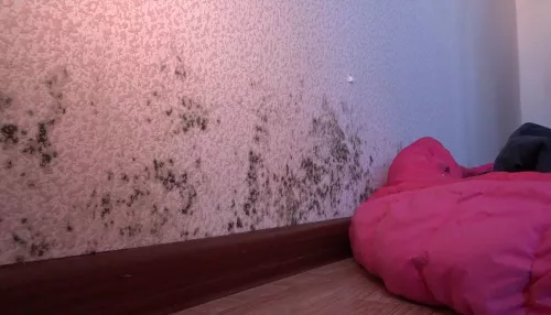 В Новоалтайске молодая семья получила сиротское жильё с плесенью
