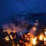 В Алтайском крае огонь уже уничтожил больше леса, чем за половину 2021 года