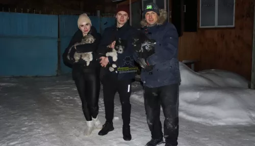 Барнаульцы вытащили трех щенков из-под завалов снесенного дома