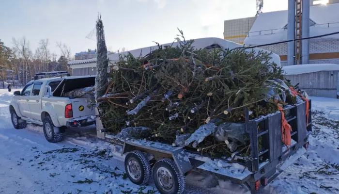 Барнаульцы могут сдать новогодние елки на переработку 22 января