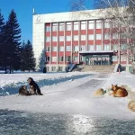 Алтайские депутаты готовят проект в Госдуму по проблеме бродячих собак