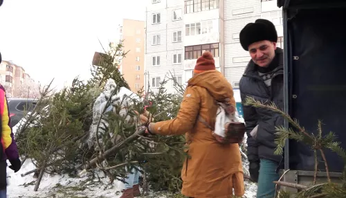 Вторая жизнь: в Барнауле прошла масштабная акция по сбору ёлок
