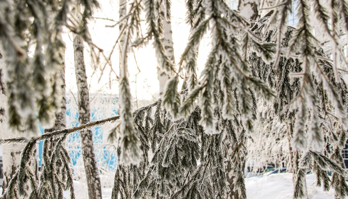 Погода алтай зыряновск на 10 дней