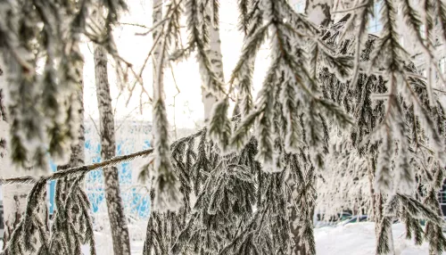 Без снега и до -16 градусов прогнозируют синоптики 30 января в Алтайском крае
