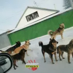 В Алейске поймали стаю бродячих собак после нападения на детей