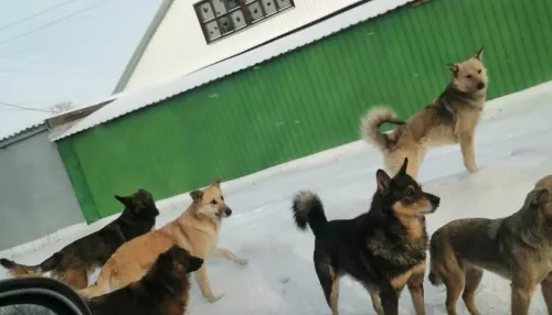 В Алейске поймали стаю бродячих собак после нападения на детей