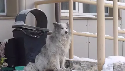 У ковидного госпиталя в Кемерове собака второй год ждет умершего хозяина