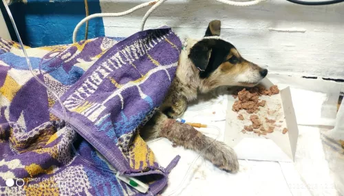 В Бийске нашли двух истерзанных собак с пулевыми ранениями