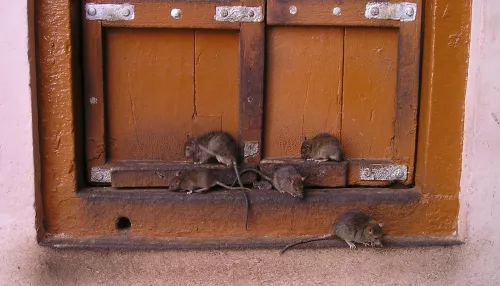 Жители новосибирского Академгородка рассказали о массовом нашествии крыс