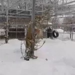 В Барнаульском зоопарке использованные ели нарядили форелью и морковкой