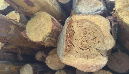 В Алтайском крае семьи мобилизованных смогут получать древесину без очереди