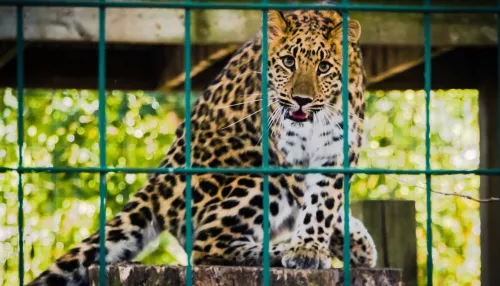 В Рубцовске могут закрыть зоопарк из-за множества нарушений