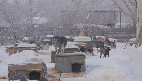 В Алтайском крае около 11 тысяч бездомных собак: какая судьба их ждет