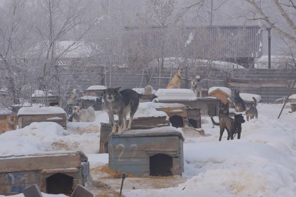 Прокуратура заставила жителя Рубцовска следить за содержанием собак