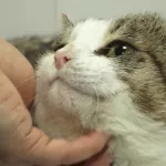 Барнаульский кот, которому отрубили лапы, скоро сможет бегать и прыгать