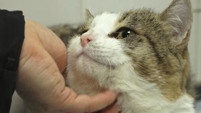 Заболевания ЖКТ у кошек