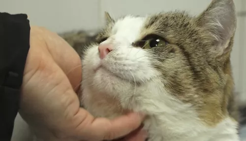 Барнаульский кот, которому отрубили лапы, скоро сможет бегать и прыгать